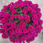 2 Chrysanthemum Plants Live, Mums Plants Live, Chrysanthemum Flowers Perennials Plant - Purple