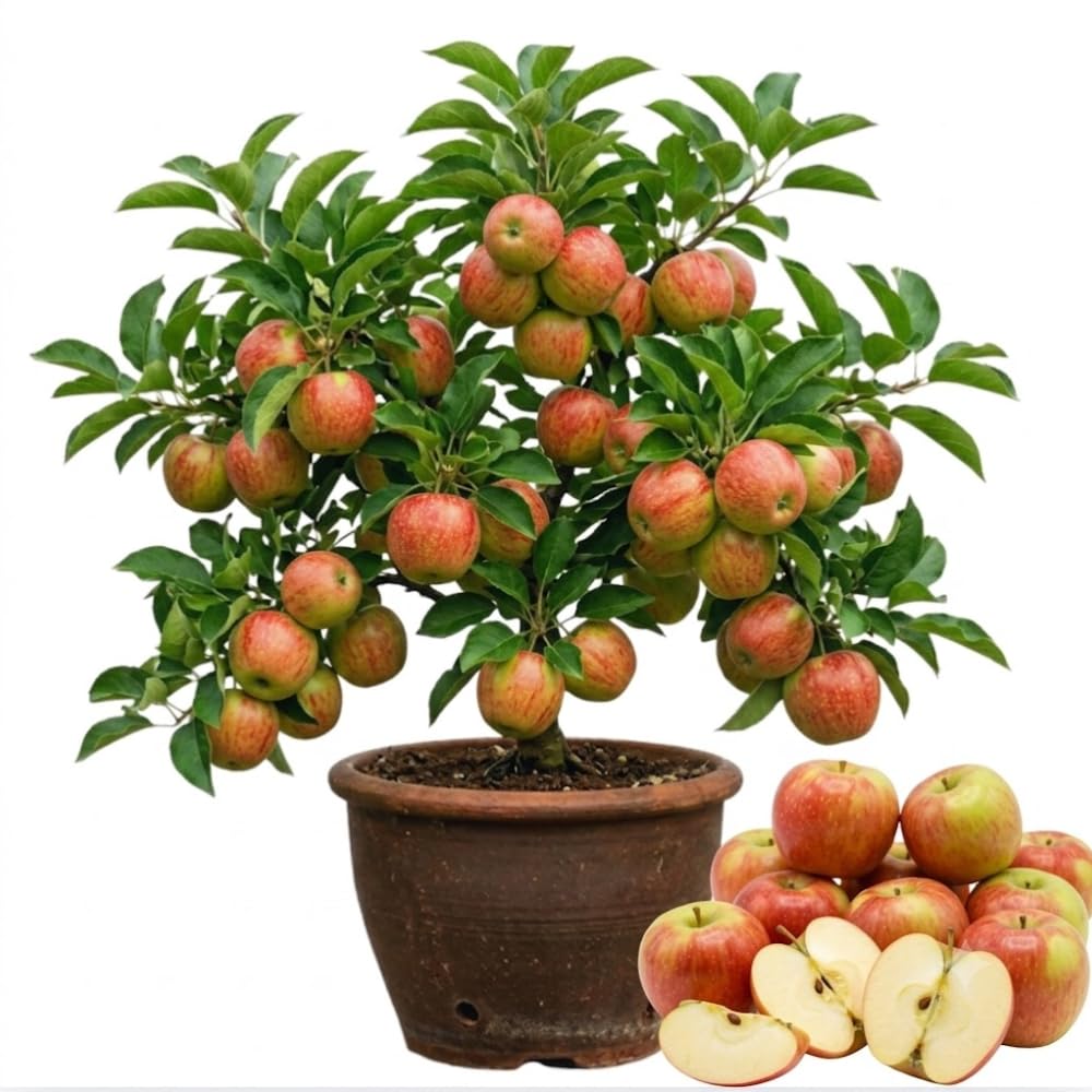 Honey Crisp Apple Tree Live Plant, Fruit Bearing Tree, 2-3 Ft Tall