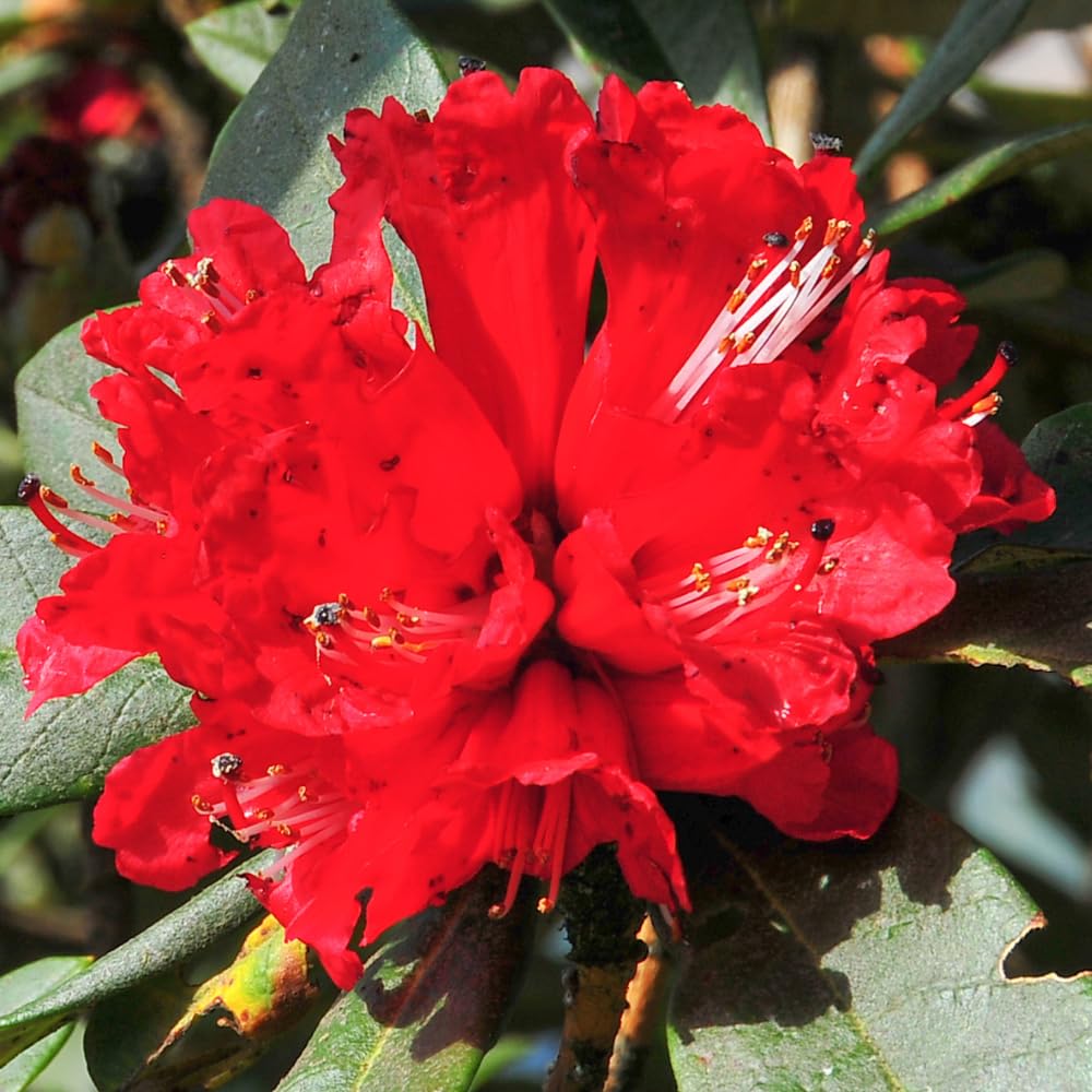 Red Azalea Plants Live Tree for Outdoor Growing, 9 Months Old Starter Size, Azaleas Rhododendron Flower Vibrant Color Spring Planting