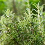Set of 2 Live Rosemary Plants, Rosemary Herb in 4 Inch Pots for Indoor or Outdoor Growing