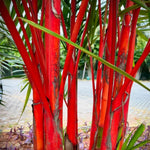 Palm Tree Live Plant, Fully Rooted in 3 Gallon Pot, Rare Tropical Plant Live for Indoor or Outdoor Growing, Red Lipstick