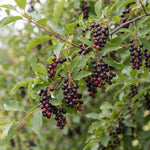 Chokecherry Plant Live in 5 Inch Pot, White Flowering Berry Shrub 5-10 Inches, Live Berry Plants for Outdoor Garden