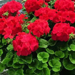 2 Red Geranium Plants Live, Live Geranium Plants, 5 to 6 Inches Tall, Geranium Flower Plant, Geranium Live Plants Garden