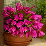 Easter Cactus Plants Live, Vibrant Color, Size 5-9" in Tall, No Pot, Spring Bloom Housplant Indoor Outdoor Succulent Cacti (Pink)