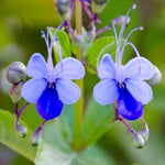 Pack 4 Clerodendrum Bleeding Heart Plants Live, 5-10 Inch Tall, Clerodendrum Bleeding Heart Vine, Bell Shaped Flowers (Mixed Clerodendrum)