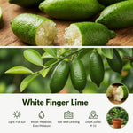 White Finger Lime Tree Live Plant, Rare Citrus Fruit Tree from 1–2 Feet Tall in 3 Gallon Pot, Ready for Indoor Outdoor Planting
