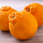 Large Sweet Mandarin Tree Live Plant, Citrus Fruit Tree in 1 Gallon Pot, Suitable for Patio or Outdoor Garden Planting