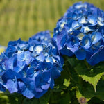 Hydrangea Plant Live Tree Dormant in Winter, Vibrant Color Bloom, 5-11" Well-Rooted Hydrangea Shrub Bush for House Planting Outdoor (Blue to Pink)