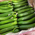 Marketmore Cucumber Live Vegetable Plant in Pot for Outdoor Gardens