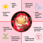 Rose Live Plant, Roses Flower Plant, Fragrant Flower for Planting, 4-6 Inches Tall, Bush Shrub Plants, Well Rooted, Ready to Grow (Orange Rose)