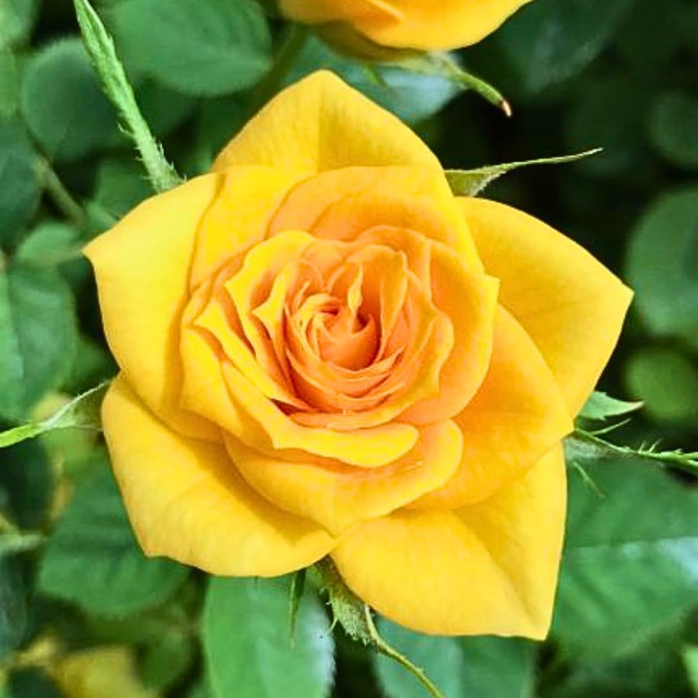 Rose Bush Live Plant, Heirloom Rose Plant Live for Planting, 5-8 Inch Height, Reblooming Shrub (Yellow Rose)