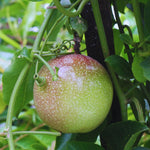 Purple Passion Fruit Tree Live Plant, Passionfruit Vine Starter Plant, 4 Inc Potted, Passion Fruit Plant Live Zone 9 to 11
