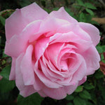 Rose Bush Live Plant, Heirloom Rose Plant Live for Planting, Fragrant Flowers Well Rooted Plant, 5-10 Inch Tall (Pink Rose)