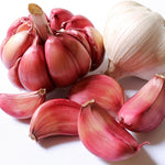 1 Pound Garlic for Planting in Spring Hardneck, 5-6 Chesnok Red Garlic Bulbs for Planting, Fresh and High Yield Bulb Variety Pack, Hardy and Fast Growing