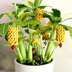 Banana Plant Live, Truly Tiny Banana Tree Live Plant, Hardy Banana Fruit Seedling 4 to 8 Inch Tall, Indoor Outdoor