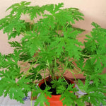 3 Live Citronella Plants,Citronella Geranium Plants Well Rooted 4-9 Inch Tall