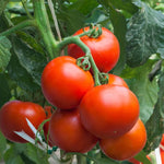 2 Bigbeef Tomato Plants Live for Planting, 4-6" Tomato Plants Live Potted, Vegetable Live Seedlings for Home Garden