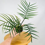 Philodendron Live Plant, Rare Variegated Houseplant 5-8 Inch Tall, Indoor Live Plant for Home or Office Decor, No Pot (Green Philodendron Plant)