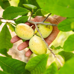 4 Pawpaw Trees Live Dormant, Paw Paw Fruit Seedlings Bare Root 6-12 Inch Tall, Cold Hardy Fruit Tree Plants for Garden Orchard