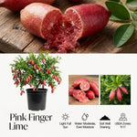 Pink Finger Lime Tree Live Plant, Rare Citrus Fruit Tree from 1–2 Feet Tall in 3 Gallon Pot, Ready for Indoor Outdoor Planting