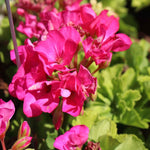 2 Pink Geranium Plants Live, Geraniums Live Plants, Colorful Flowering Plants for Garden, Patio, or Hanging Baskets, 5-9" Tall, No Pot