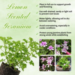 2 Pink Scented Geranium Plants Live 4–7 Inches Tall, Fragrant Flowering Geranium Herb Plant, Indoor Outdoor Container Plant for Garden