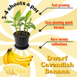 3-4 Shoots Banana Plant Live Tree, Dwarf Cavendish Banana Tree Live Plant, Rare Sweet Tropical Fruit, Outdoor Summer Hardy Gardening