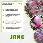 Magnolia Plant Live 6 to 12 Inches Tall, in 2.5 Inches Pot, Magnolia Tree Live Plant, Fragrant Magnolia Flowers (Jane Magnolia)