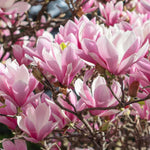 Magnolia Tree Live Plant 6 to 14 Inch Height, Fragrant Magnolia Plant Live to Grow, Magnolia Bush Flowers in Pot (Jane Magnolia)