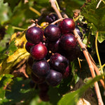 2 Muscadine Grape Vines Live Plants, Grape Plants Live for Planting, 4 to 7 Inc Tall