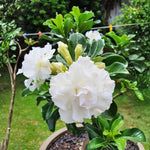 Pack 2 Desert Rose Plants Live, Hardy Adenium Obesum Succulent, Vibrant Blooms for Indoor and Outdoor 4-7 Inch (White)