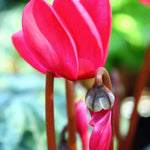 Set of 2 Cyclamen Plants Live, Hardy Cyclamen Plants, Vibrant Blooming Houseplant, 4 Inch Pot for Planting (Red)