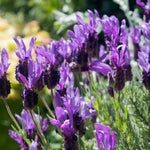 Purple Lavender Plant Live, Live Lavender Plants for Outside, Lavandula Starter Plant in 4 Inches Pot, Fragrant Plant for Indoor Outdoor Planting