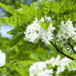 Set 2 Black Locust Trees Live Plants Bare Roots, Locust Bare Root, 6-8 Inches Tall, Fragrant Blossoms for Outdoor Growing, Cold Hardy