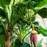 Yellow Banana Plant Tree Live, Cold Hardy 4-7" in Tall, No Pot, Outdoor Spring Planting, Rare and Sweet Banana Plants