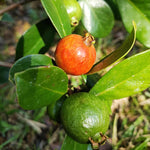 5-8 Inch Strawberry Guava Tree - Live Plant, Sweet Tropical Fruit for Home Gardens Indoor Outdoor Growing
