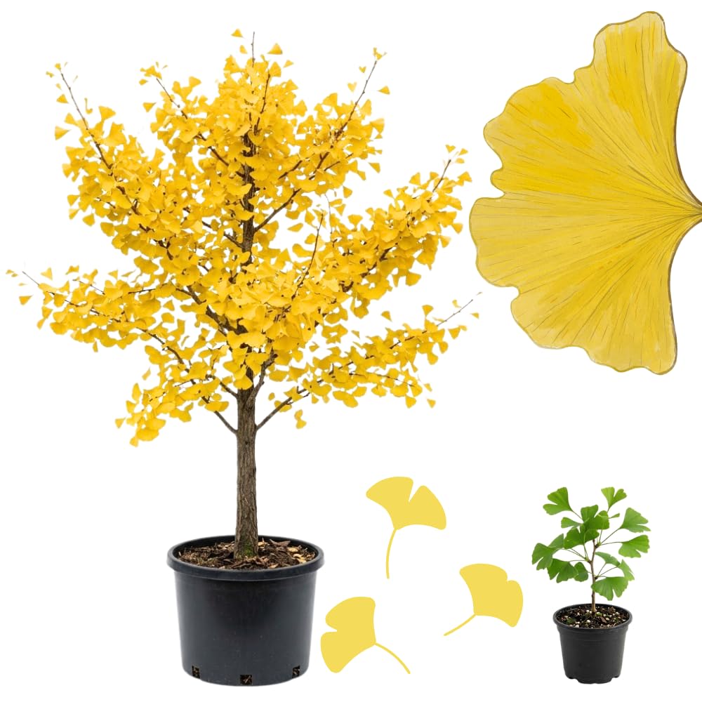 Ginkgo Live Tree, Ornamental Tree, 3-6 Inches Tall