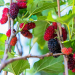 Red Mulberry Plant Live 4 to 8 Inch Tall, Mulberry Tree for Growing, Mulberry Fruits