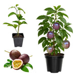 Purple Passionfruit Tree Live Plant, High Yield Passionfruit Vine, 5 to 9 Inch Tall Edible Passiflora Outdoor Garden, Perennial Coloful and Sweet Fruit