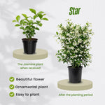 Jasmine Live Plant 4–8″ Tall, Jasmines Flower Vine, Fragrant White Blooms, Outdoor or Container Growing (Star Jasmine)