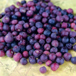 Sherbet Berry Plant Live for Planting 4 to 8 Inch Tall, Sherbet Berry Fruit Tree Live Plant