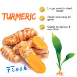 25 Top Size Turmeric Roots for Planting, Fresh Turmeric Rhizomes, Perennial Herb Plants for Garden Growing, Edible Ginger Root for Outdoor or Container Planting
