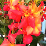 Set of 2 Mandevilla Live Plants, Orange Mandevilla Flower Plants, 4 to 6 Inches Tall Garden