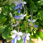 1 Clerodendrum Plant Live, Chain of Glory Clerodendrum Light Live Plants, 5-9 Inch Tall, No Pot (Clerodendrum Blue Butterfly)
