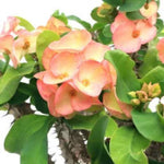 Crown of Thorns Plant Live, Euphorbia Milii Succulent Live Plant, 4-8 Inch Tall Flowering Houseplant with Year-Round Blooms, No Pot (Salmon)