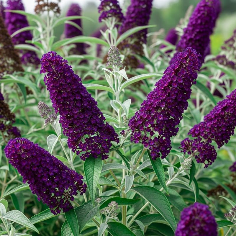 Black Deep Purple Buddleia Butterfly Bush Plant Live, 5-9" in Tall, No Pot, Perennial Bushes Ready to Plant in Spring Outdoor Gardening, Dormant in Winter