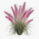Clump 5-9" Muhly Grass Live Plant for Spring Planting, Ornamental Grass, Perennial Grasses Fast-Growing, Vibrant Color (Vibrant)