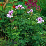 2 Citronella Scented Geranium Plants Live for Planting Indoor Outdoor 4-8 Inches, Fragrant Citronella Plant Ground and Container Growing