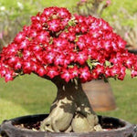 02 Red Desert Rose Live Plants, Starter Adenium 3-6 Inches Tall, No Pot, No Flower, Tropical Flowering Succulent Plants for Indoor Outdoor Growing