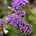 5 Purple Verbena Plants Live 4-8” Tall, Live Perennial Flowering Plants for Garden, Verbena Live Plants